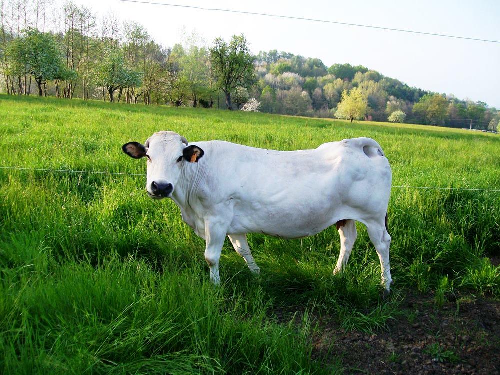 Vacca Razza Piemontese